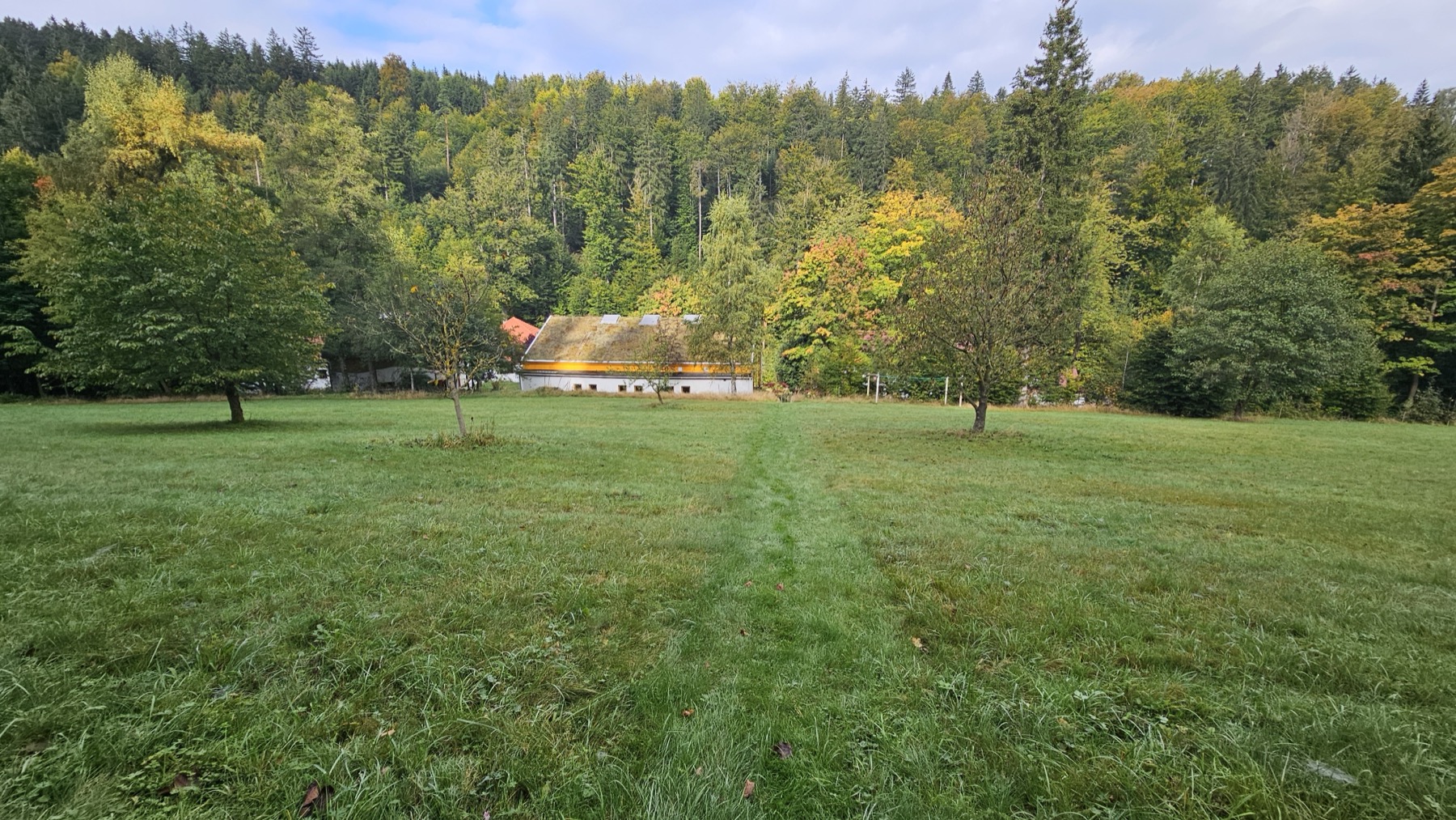 Lichtung im Erzgebirge
